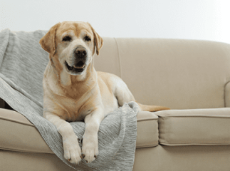 chien sur canapé